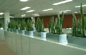 Indoor Plant Services