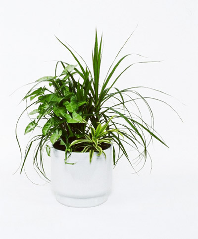 Mixed planter 25cm