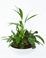 Mixed planter 30cm