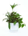 Tall mixed planter 25cm