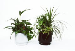 Two mixed planters 25cm