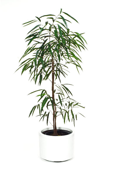 Ficus Sabre