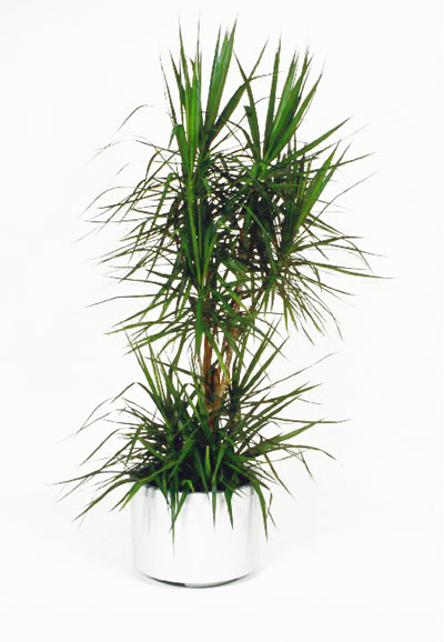 Dracaena Marginata