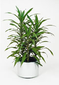 Dracaena Deremensis