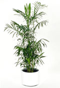 Bamboo Palm