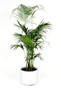 Kentia Palm